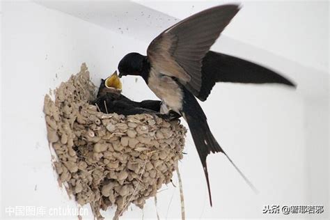 家裡有燕子築巢|野鳥庭前築巢 預示居家風水好兆頭 